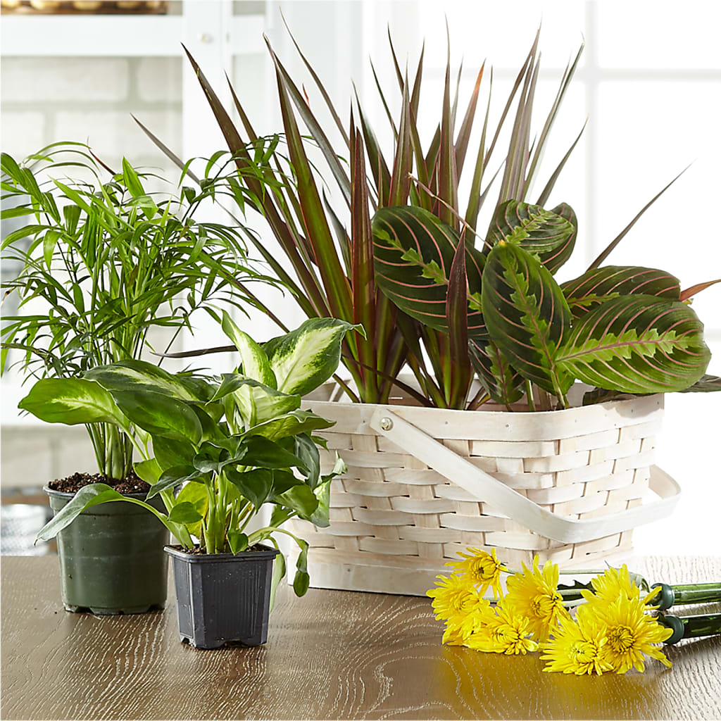 Florist Designed Blooming and Green Plants in a Basket – Charming Petals, Dracut MA