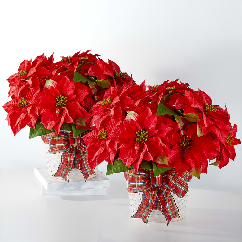 Happiest Holidays Poinsettia Bundle – Charming Petals, Dracut MA