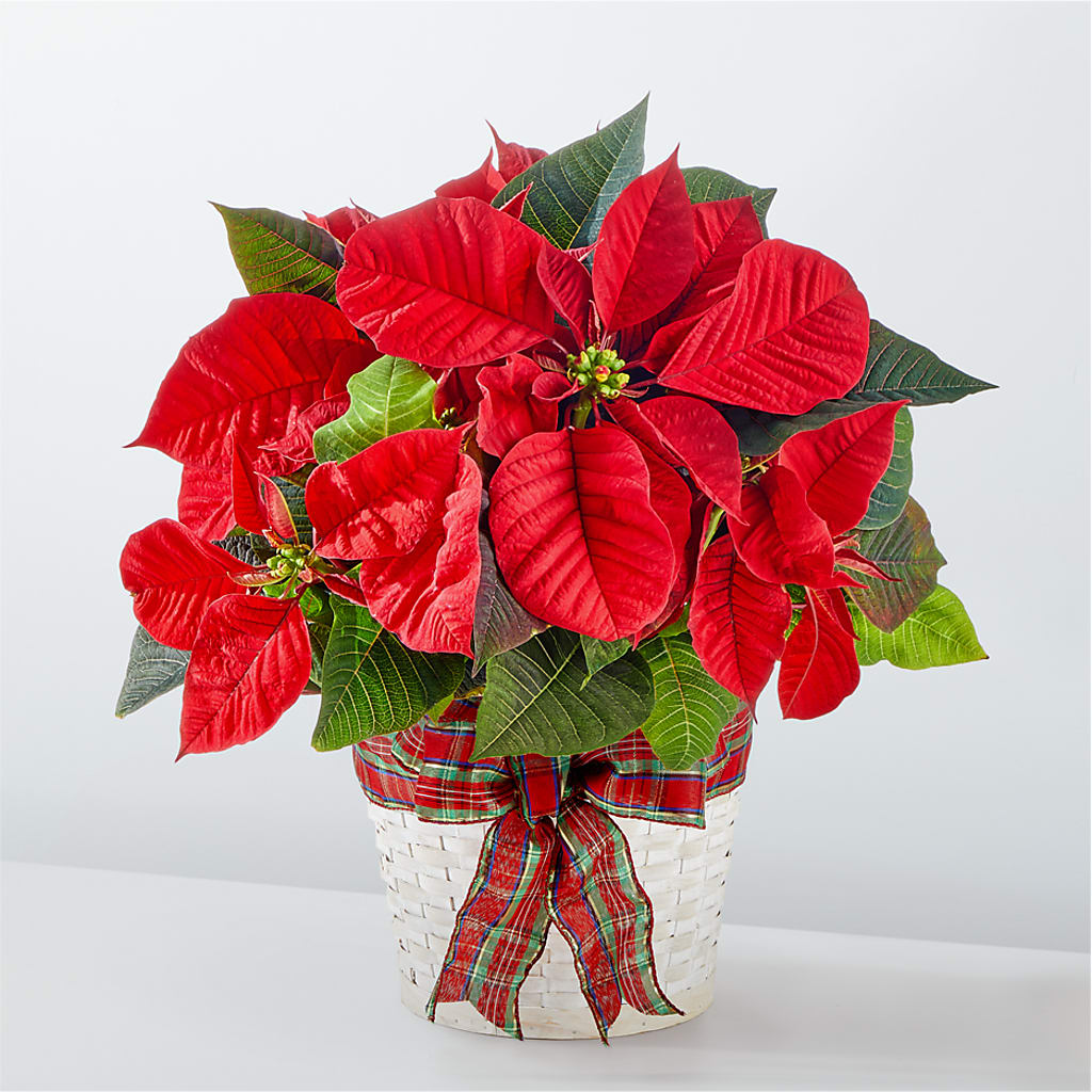 Happiest Holidays Poinsettia – Charming Petals, Dracut MA