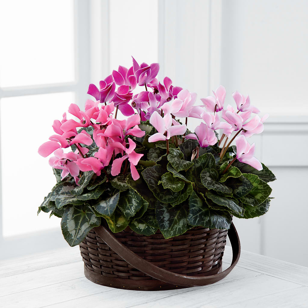 Mixed Cyclamen Planter – Charming Petals, Dracut MA