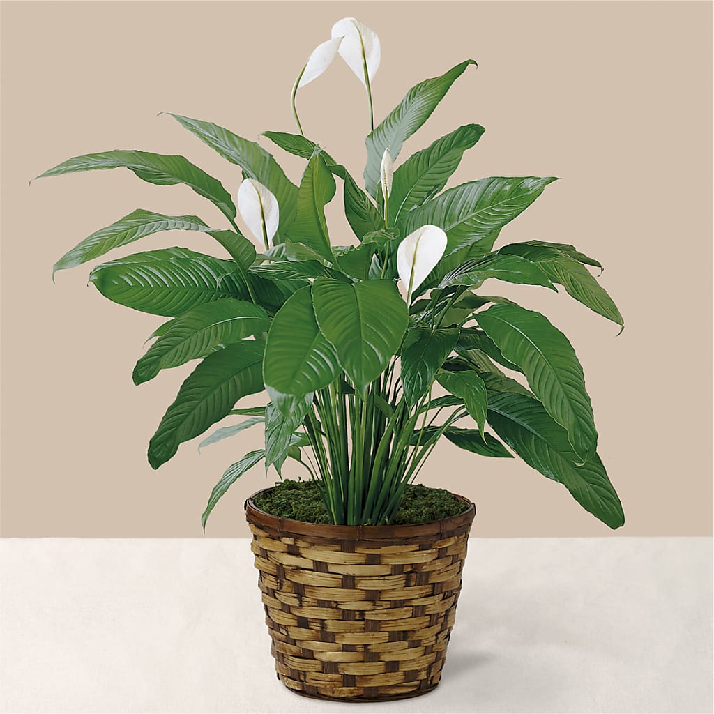 Tranquil Moments Peace Lily Plant – Charming Petals, Dracut MA