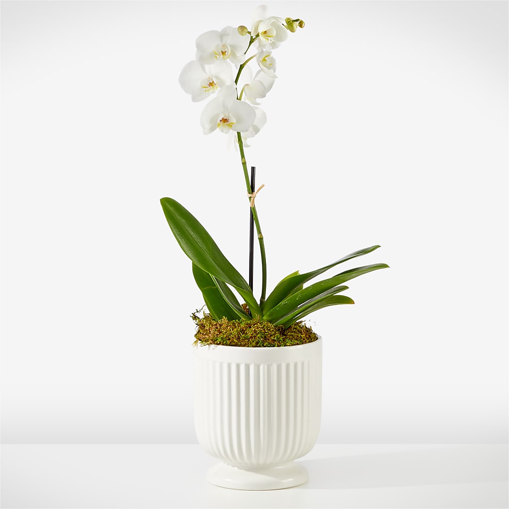 Whispering White Orchid – Charming Petals, Dracut MA