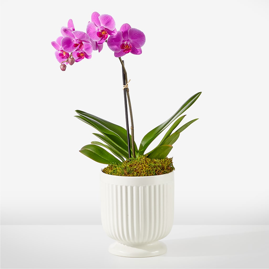 Friendly Fuchsia Orchid – Charming Petals, Dracut MA