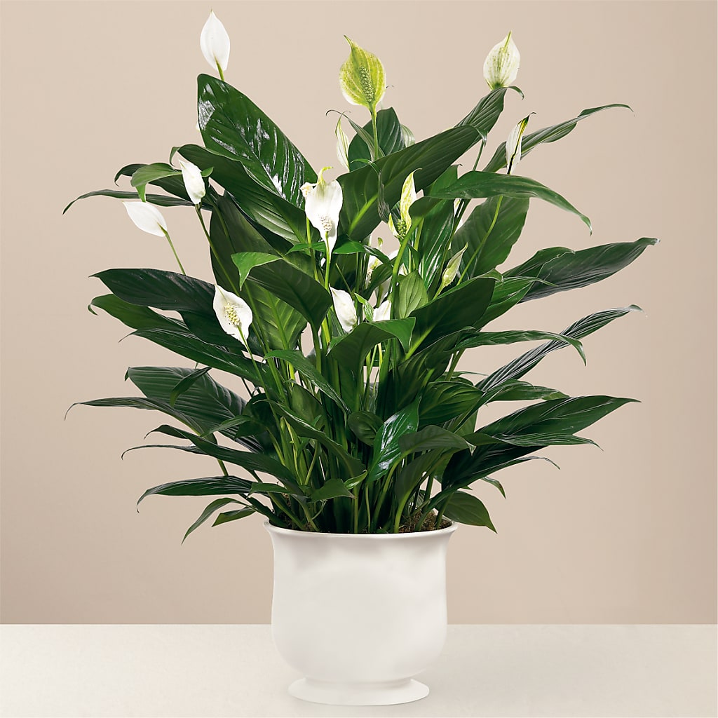 Comfort Planter – Charming Petals, Dracut MA