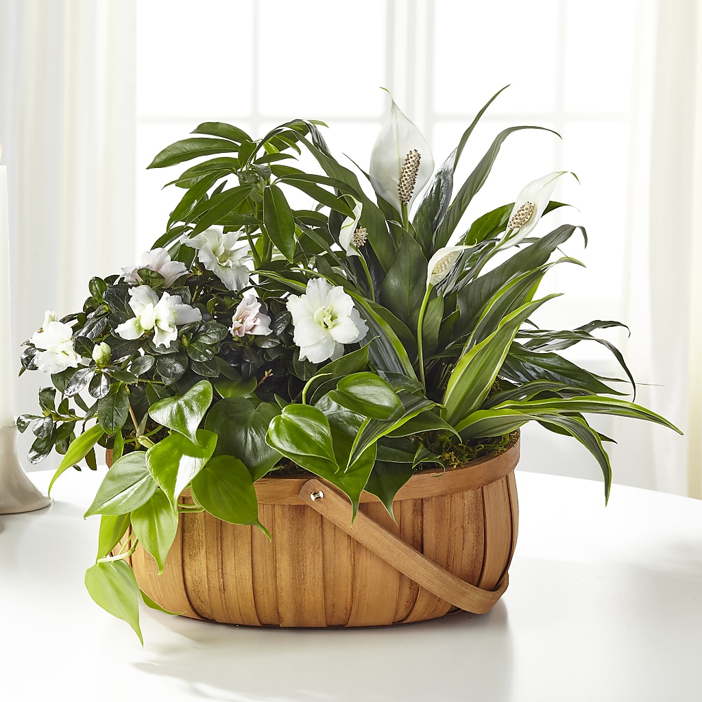 Serene Dishgarden – Charming Petals, Dracut MA
