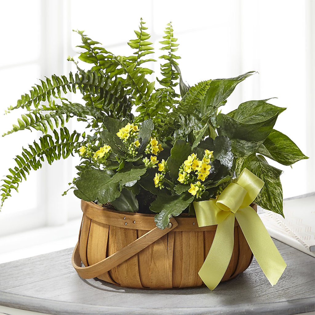 Always Dear Dishgarden – Charming Petals, Dracut MA