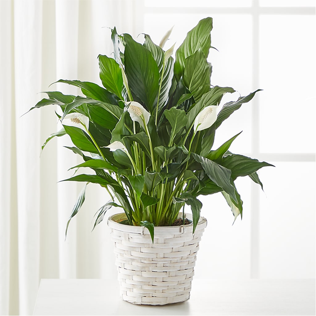 A New Leaf Peace Lily – Charming Petals, Dracut MA