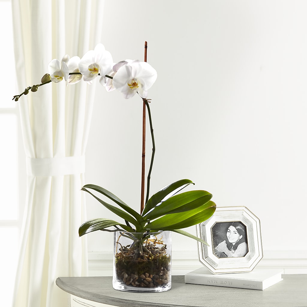 White Orchid Planter – Charming Petals, Dracut MA