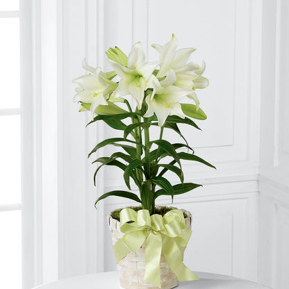 Easter Lily Plant –  Charming Petals, Dracut MA