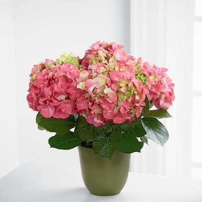 Pink Hydrangea Planter –  Charming Petals, Dracut MA