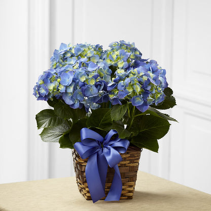 Blue Hydrangea Planter –  Charming Petals, Dracut MA