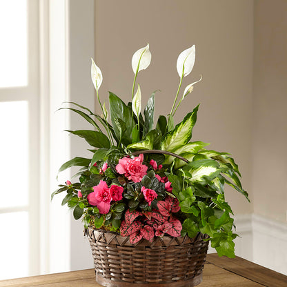 Dream in Pink Dishgarden –  Charming Petals, Dracut MA