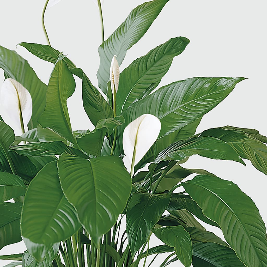 Tranquil Moments Peace Lily Plant –  Charming Petals, Dracut MA