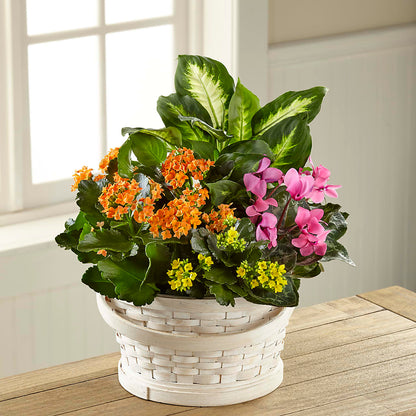 Color Crush Dishgarden –  Charming Petals, Dracut MA
