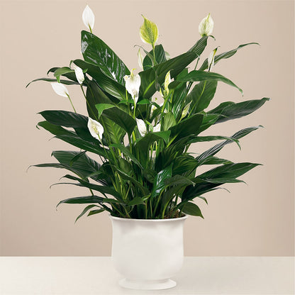 Comfort Planter –  Charming Petals, Dracut MA