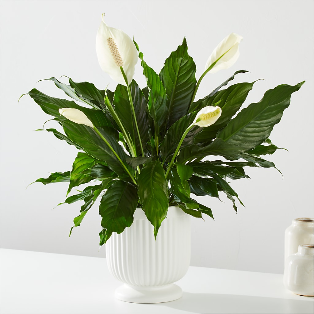 Comfort Planter –  Charming Petals, Dracut MA