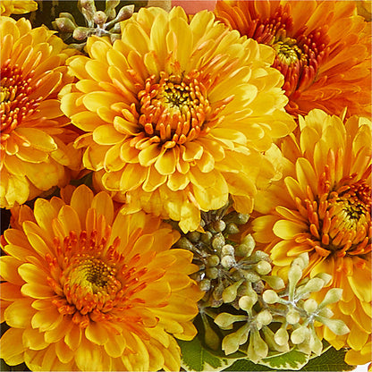 Peachy Pumpkin –  Charming Petals, Dracut MA