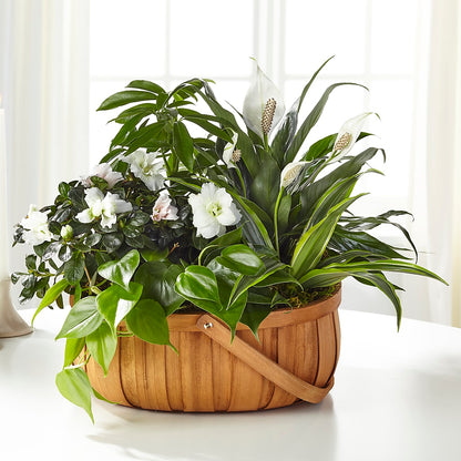 Serene Dishgarden –  Charming Petals, Dracut MA