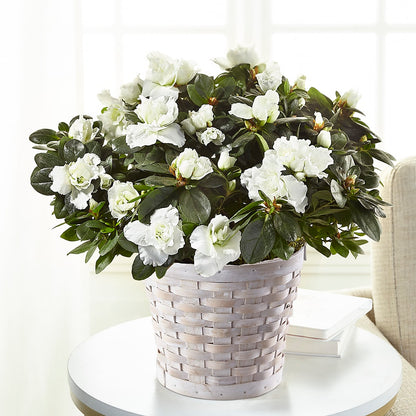 White Azalea Plant –  Charming Petals, Dracut MA