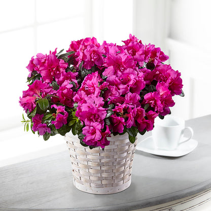 Hope & Serenity Azalea Plant –  Charming Petals, Dracut MA