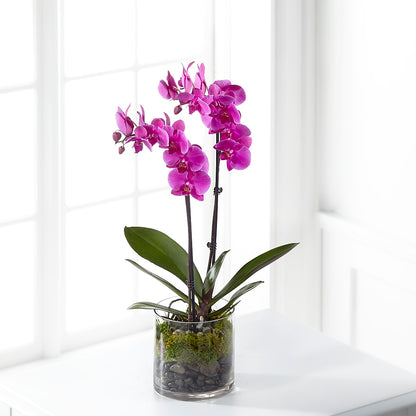 Pink Orchid Plant –  Charming Petals, Dracut MA