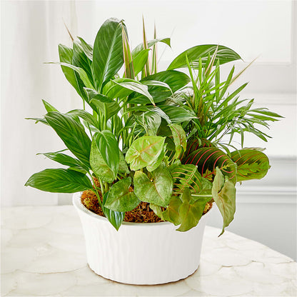 Balance & Harmony Dishgarden –  Charming Petals, Dracut MA