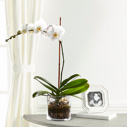 White Orchid Planter –  Charming Petals, Dracut MA